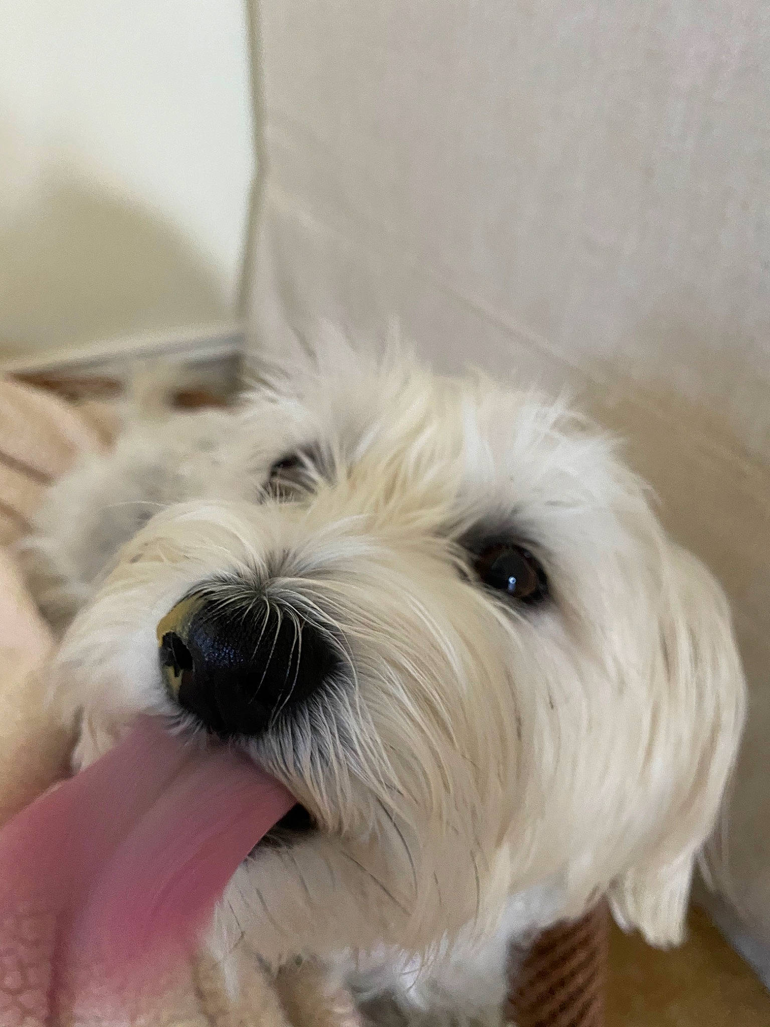 Sugar joined the competition — help win amazing prizes! canidae, carnivore, companion_dog, dog, dog_breed, kyi_leo, maltepoo, maltese, mammal, puppy, rare_breed_dog, schnoodle, sealyham_terrier, small_terrier, snout, sporting_lucas_terrier, terrier, tibetan_terrier, vertebrate, west_highland_white_terrier