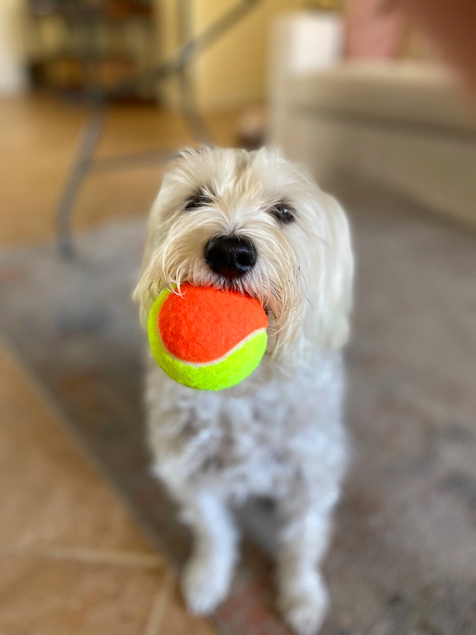 Sugar joined the competition — help win amazing prizes! canidae, carnivore, companion_dog, dog, dog_breed, havanese, irish_soft_coated_wheaten_terrier, maltese, mammal, miniature_schnauzer, puppy, rare_breed_dog, sapsali, schnoodle, sealyham_terrier, snout, sporting_lucas_terrier, tennis_ball, terrier, west_highland_white_terrier
