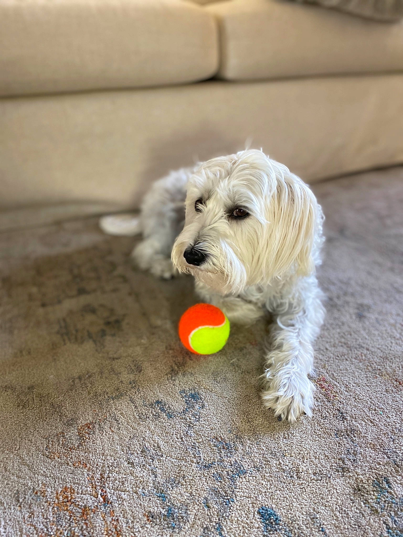 Sugar is registered to the contest to win money with this photo: ball, canidae, carnivore, cockapoo, dog, dog_breed, dog_toy, havanese, irish_soft_coated_wheaten_terrier, maltese, mammal, puppy, rare_breed_dog, sealyham_terrier, small_terrier, sporting_group, sporting_lucas_terrier, tennis_ball, terrier, vertebrate