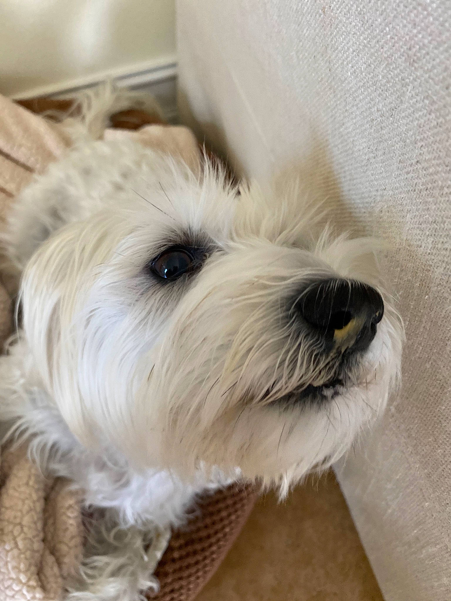 Sugar is registered to the contest to win money with this photo: canidae, carnivore, companion_dog, dog, dog_breed, irish_soft_coated_wheaten_terrier, maltepoo, maltese, mammal, miniature_schnauzer, puppy, puppy_love, rare_breed_dog, schnoodle, sealyham_terrier, small_terrier, snout, sporting_lucas_terrier, terrier, west_highland_white_terrier