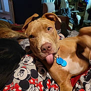 Milenko joined the competition — help win amazing prizes! animal, blanket, brown_dog, casual, collar_tag, companion, cozy, cute, dog, domestic, furniture, indoor, lying_down, mickey_mouse, pet, playful, relaxed, room, soft_lighting, tongue_out