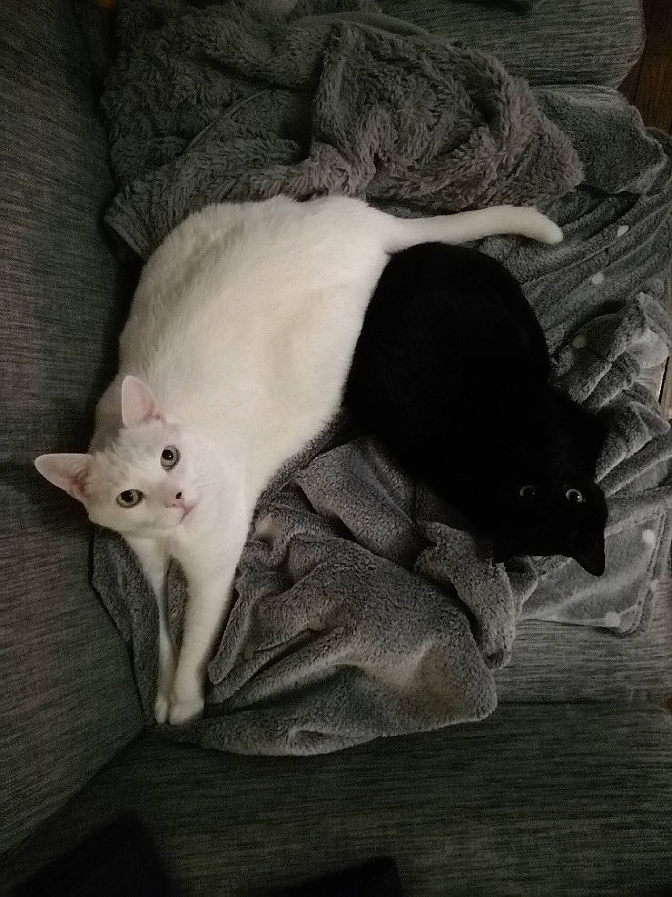 Tornade Nuts participe au concours pour gagner de l'argent avec cette photo : black_and_white, black_cat, carnivore, cat, felidae, fur, khao_manee, kitten, small_to_medium_sized_cats, tail, turkish_angora, whiskers