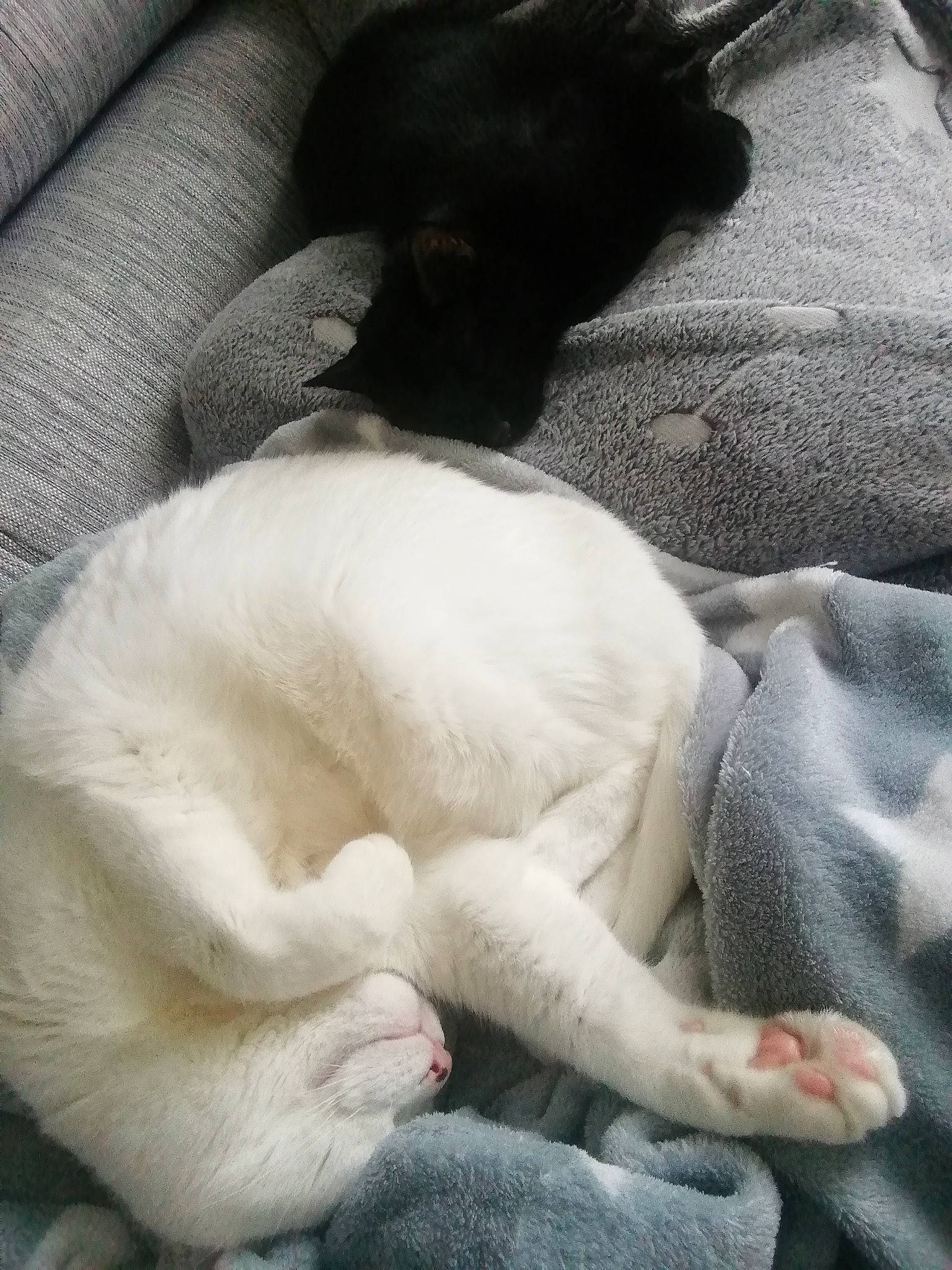 Tornade Nuts a rejoint le concours — aidez-le/la à gagner de superbes lots ! canidae, carnivore, cat, comfort, dog_breed, fawn, felidae, fur, nap, paw, puppy, puppy_love, sleep, small_to_medium_sized_cats, sporting_group, tail