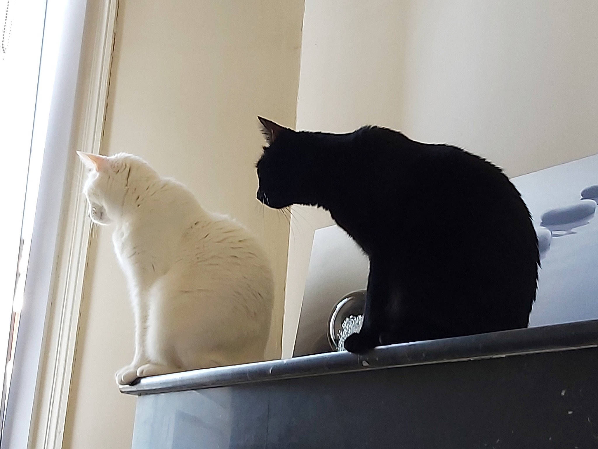 Tornade Nuts a rejoint le concours — aidez-le/la à gagner de superbes lots ! black_cat, british_shorthair, carnivore, cat, domestic_short_haired_cat, felidae, fur, small_to_medium_sized_cats, tail, whiskers, white, window