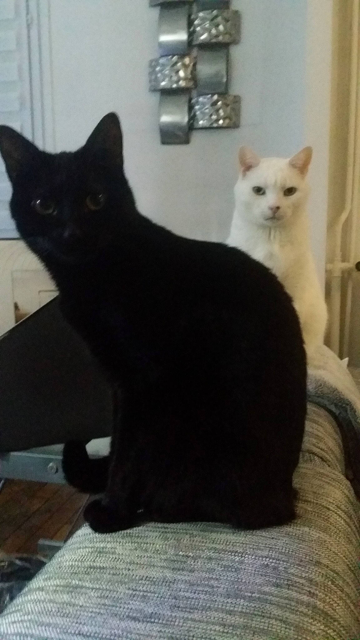 Tornade Nuts participe au concours pour gagner de l'argent avec cette photo : asian, black, black_cat, british_shorthair, carnivore, cat, domestic_short_haired_cat, european_shorthair, felidae, fur, kitten, mammal, polydactyl_cat, small_to_medium_sized_cats, tail, turkish_angora, vertebrate, whiskers