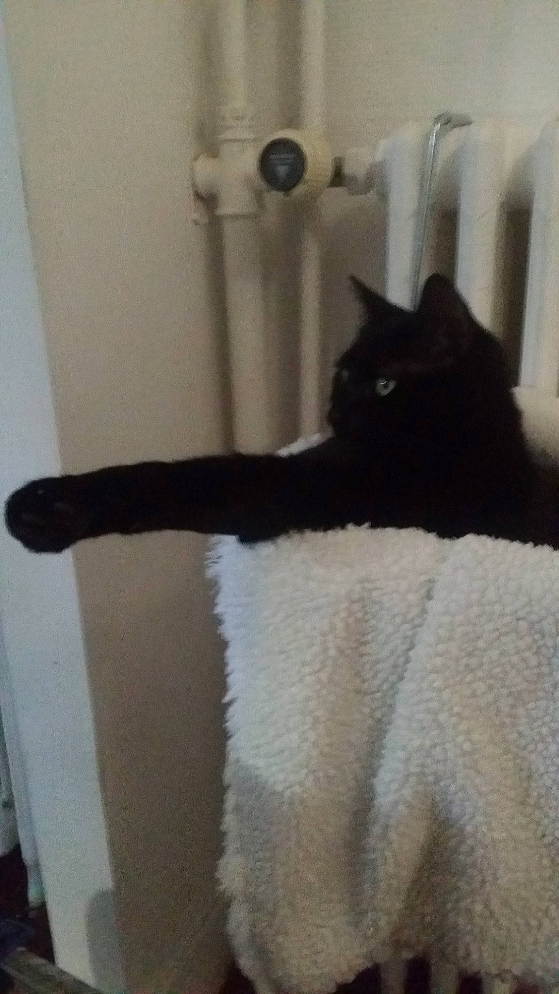 Nuts a rejoint le concours — aidez-le/la à gagner de superbes lots ! black_cat, british_shorthair, carnivore, cat, felidae, fur, kitten, polydactyl_cat, small_to_medium_sized_cats, tail, whiskers