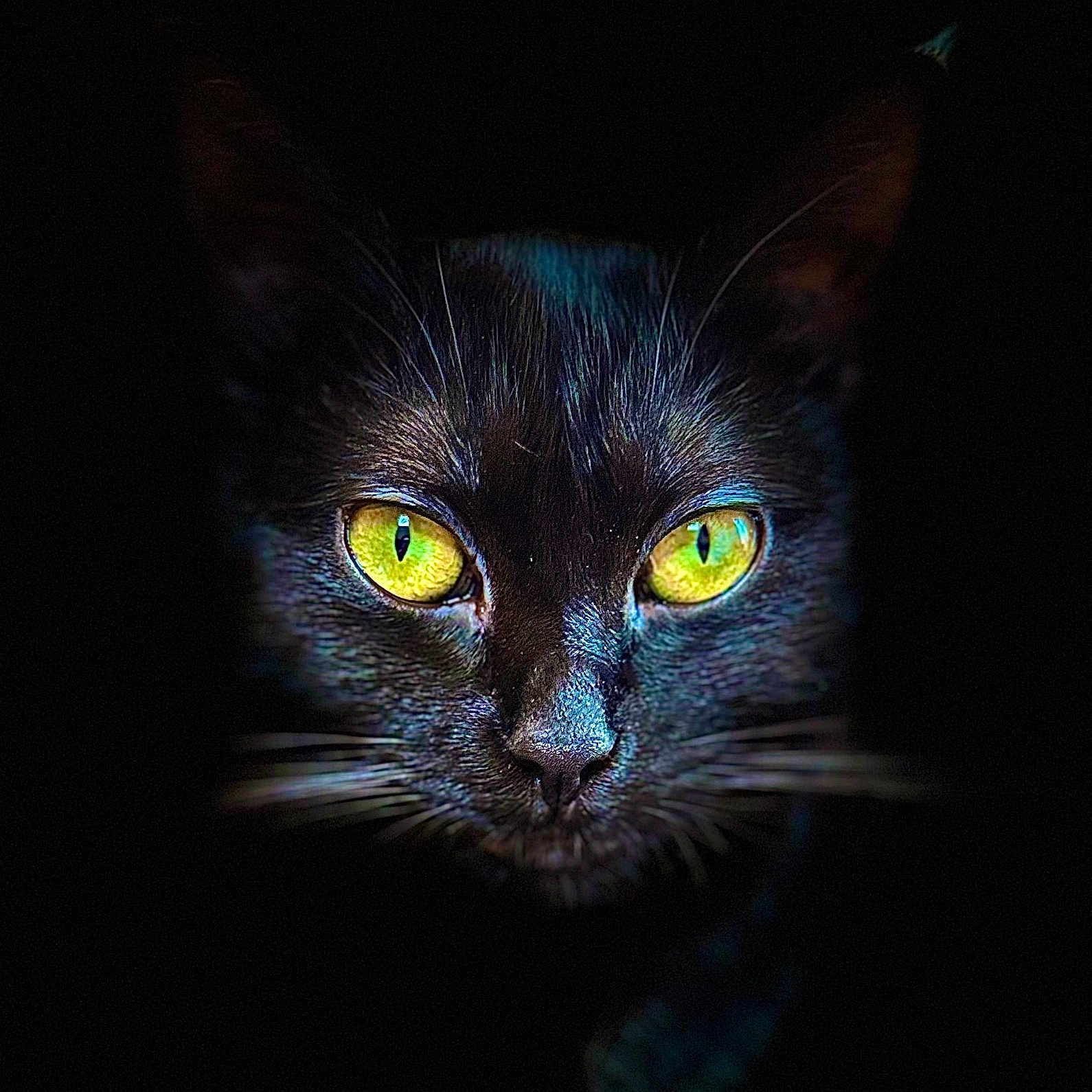 Yuzu a rejoint le concours — aidez-le/la à gagner de superbes lots ! animal, animal_portrait, black, black_cat, cat, close_up, cute, dark_background, eyes, face, feline, fur, mystery, night, nocturnal, pet, portrait, whiskers, wildlife, yellow_eyes