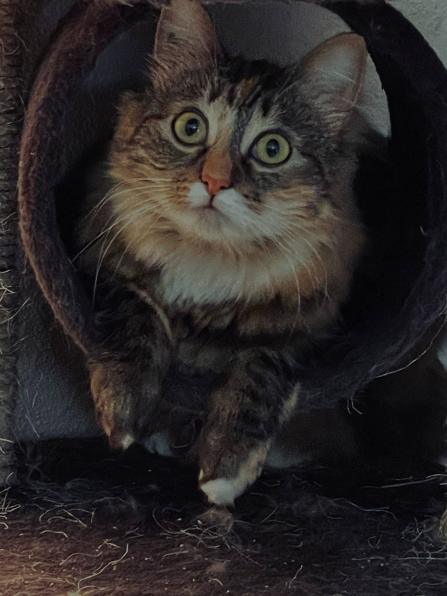 Perle participe au concours pour gagner de l'argent avec cette photo : carnivore, cat, domestic_short_haired_cat, eye, fawn, felidae, fur, paw, small_to_medium_sized_cats, terrestrial_animal, whiskers, window