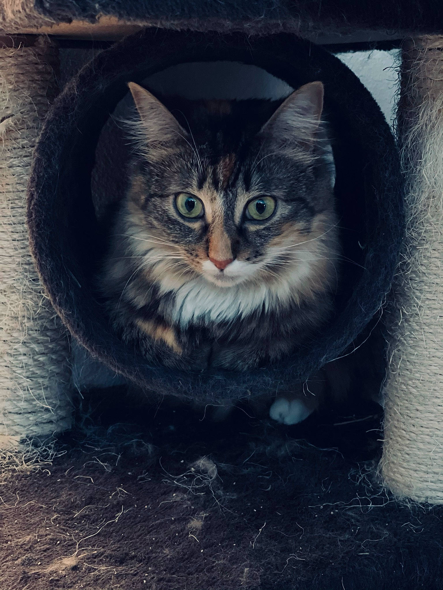 Perle participe au concours pour gagner de l'argent avec cette photo : art, automotive_tire, carnivore, cat, darkness, domestic_short_haired_cat, door, electric_blue, felidae, fur, grey, photo_caption, small_to_medium_sized_cats, snout, space, tail, tints_and_shades, whiskers, wildlife, window