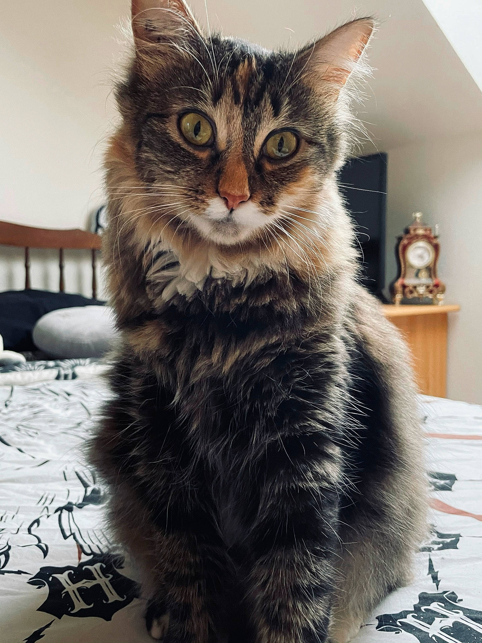 Perle a rejoint le concours — aidez-le/la à gagner de superbes lots ! carnivore, cat, chair, claw, comfort, domestic_short_haired_cat, eye, felidae, fur, iris, paw, picture_frame, sitting, small_to_medium_sized_cats, snout, tail, tree, whiskers, window