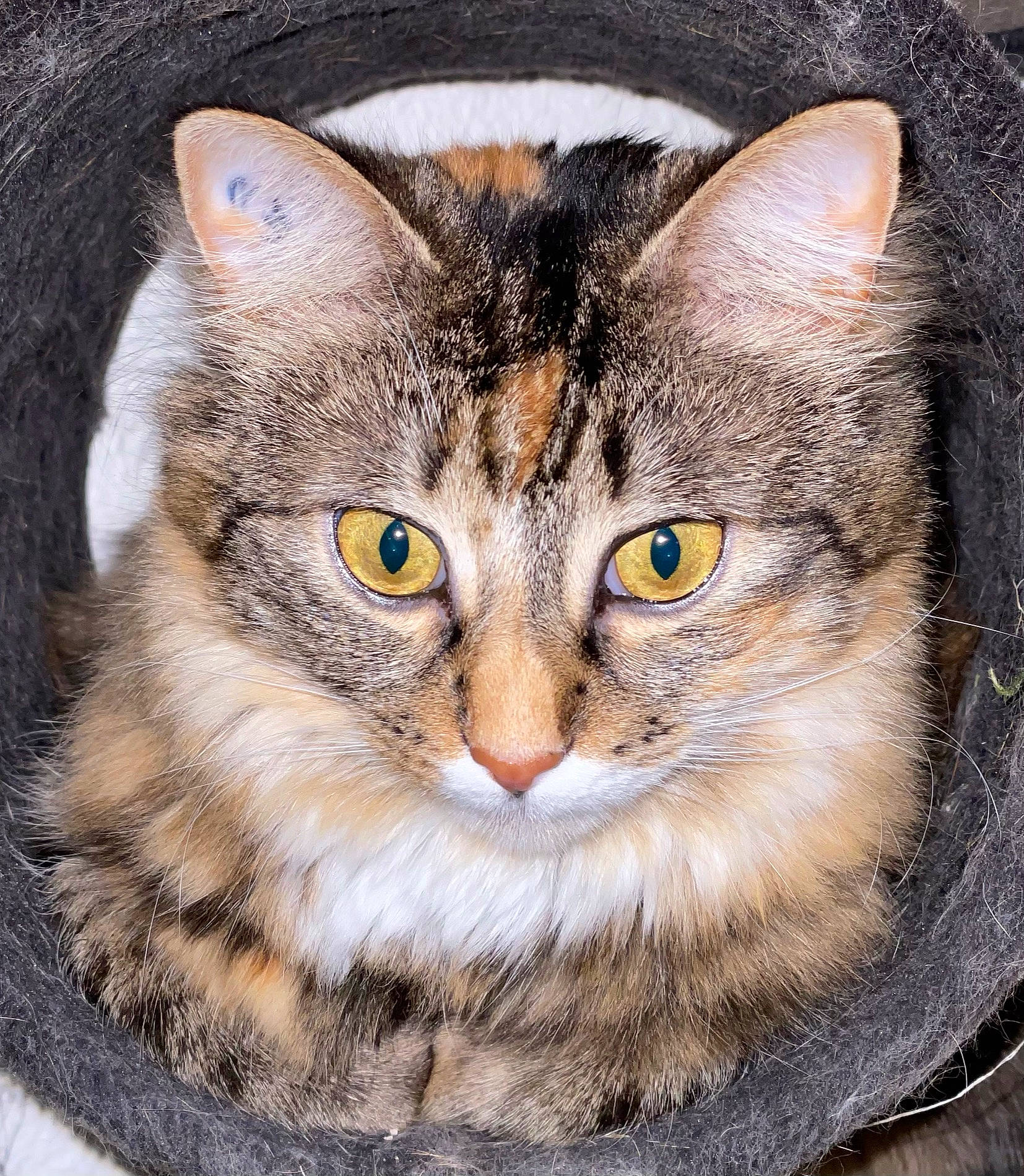 Perle participe au concours pour gagner de l'argent avec cette photo : carnivore, cat, domestic_short_haired_cat, eye, felidae, fur, grass, hair, head, iris, small_to_medium_sized_cats, snout, terrestrial_animal, tree, whiskers, wildlife, window, wrinkle