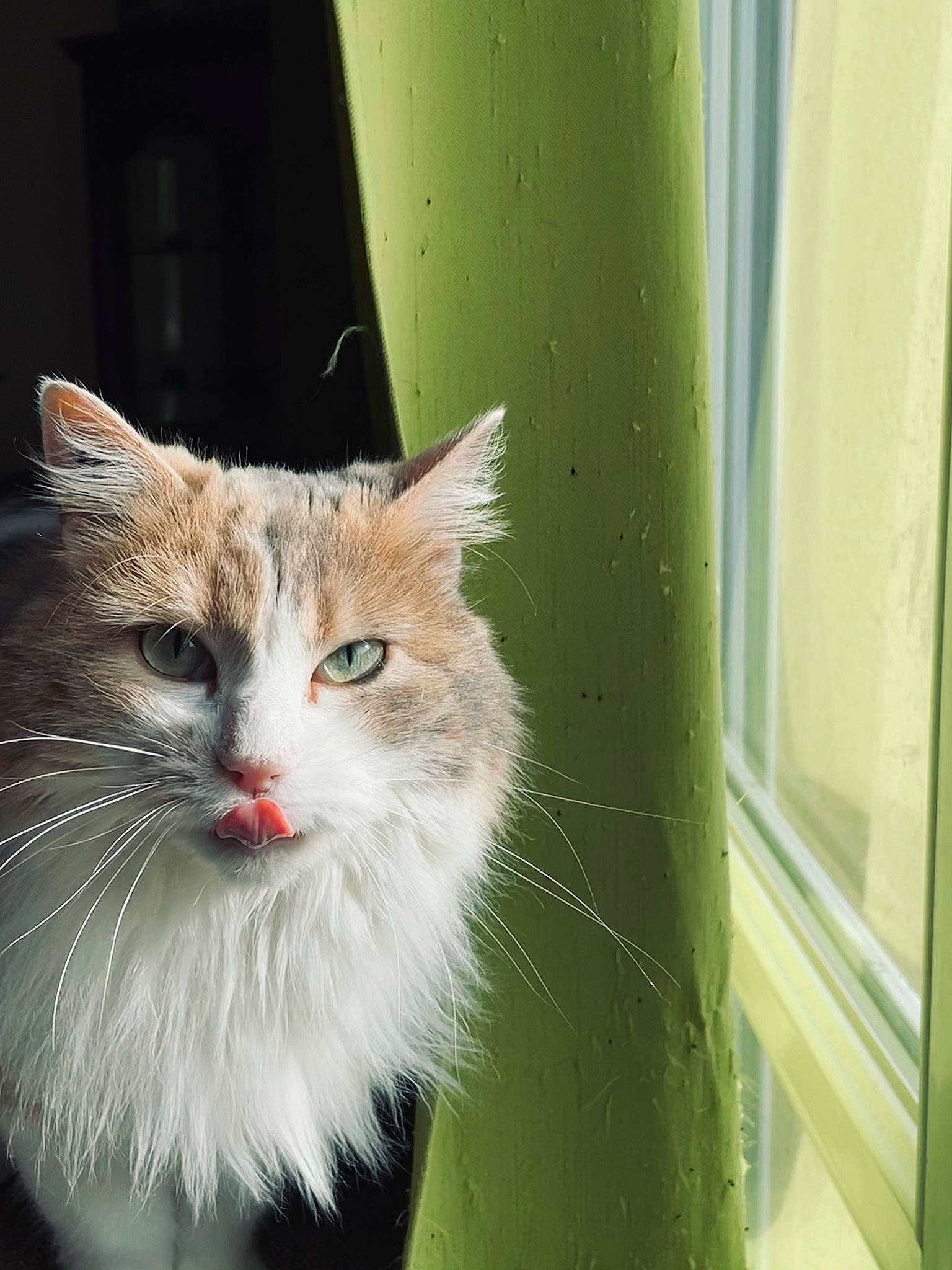 Shéba participe au concours pour gagner de l'argent avec cette photo : carnivore, cat, domestic_short_haired_cat, felidae, fixture, fur, glass, grass, plant, small_to_medium_sized_cats, snout, tail, whiskers, window