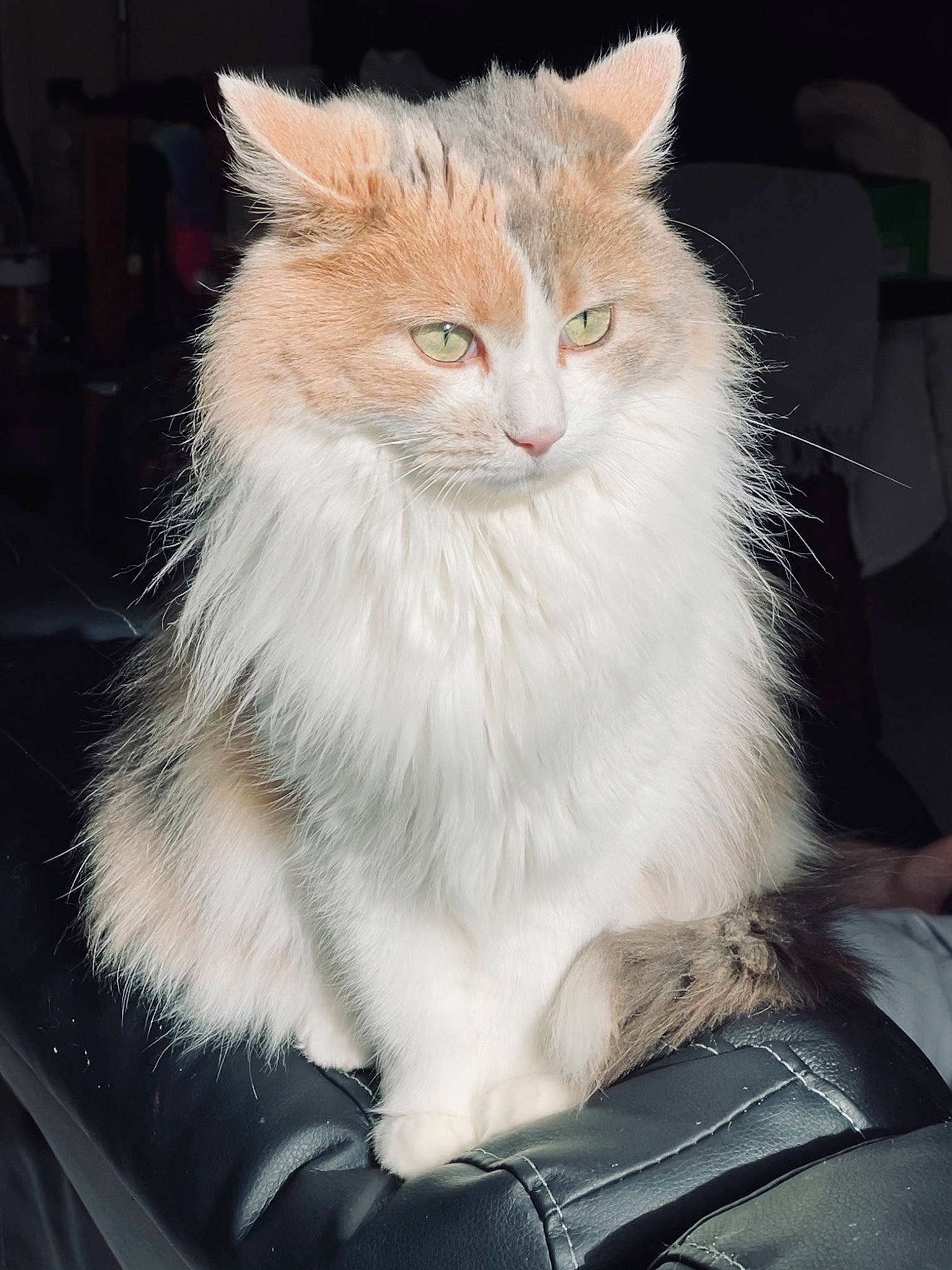 Shéba participe au concours pour gagner de l'argent avec cette photo : art, carnivore, cat, claw, comfort, domestic_short_haired_cat, event, fawn, felidae, formal_wear, fur, iris, sitting, small_to_medium_sized_cats, snout, tail, terrestrial_animal, whiskers