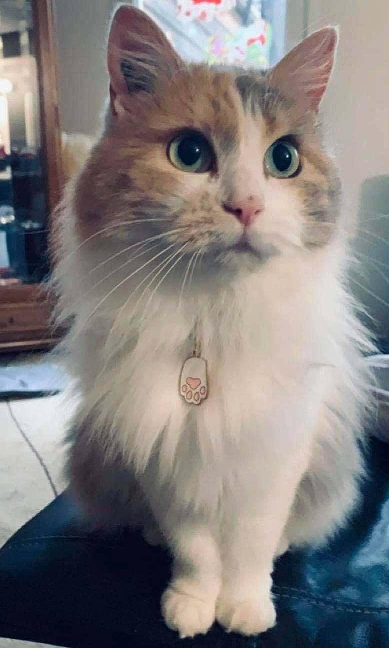 Shéba a rejoint le concours — aidez-le/la à gagner de superbes lots ! carnivore, cat, claw, collar, domestic_short_haired_cat, fawn, felidae, fur, iris, paw, photo_caption, small_to_medium_sized_cats, snout, tail, whiskers, window