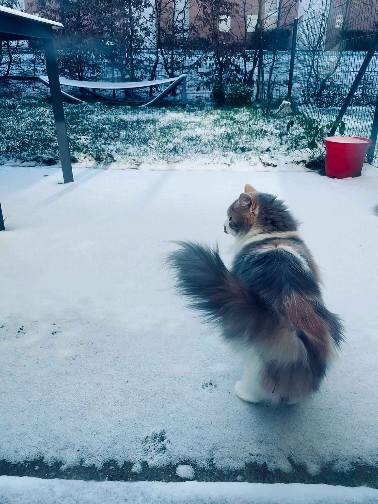 Shéba participe au concours pour gagner de l'argent avec cette photo : carnivore, collie, companion_dog, dog, dog_breed, felidae, freezing, fur, herding_dog, plant, precipitation, rough_collie, scotch_collie, shetland_sheepdog, snapshot, snow, tail, tints_and_shades, tree, winter