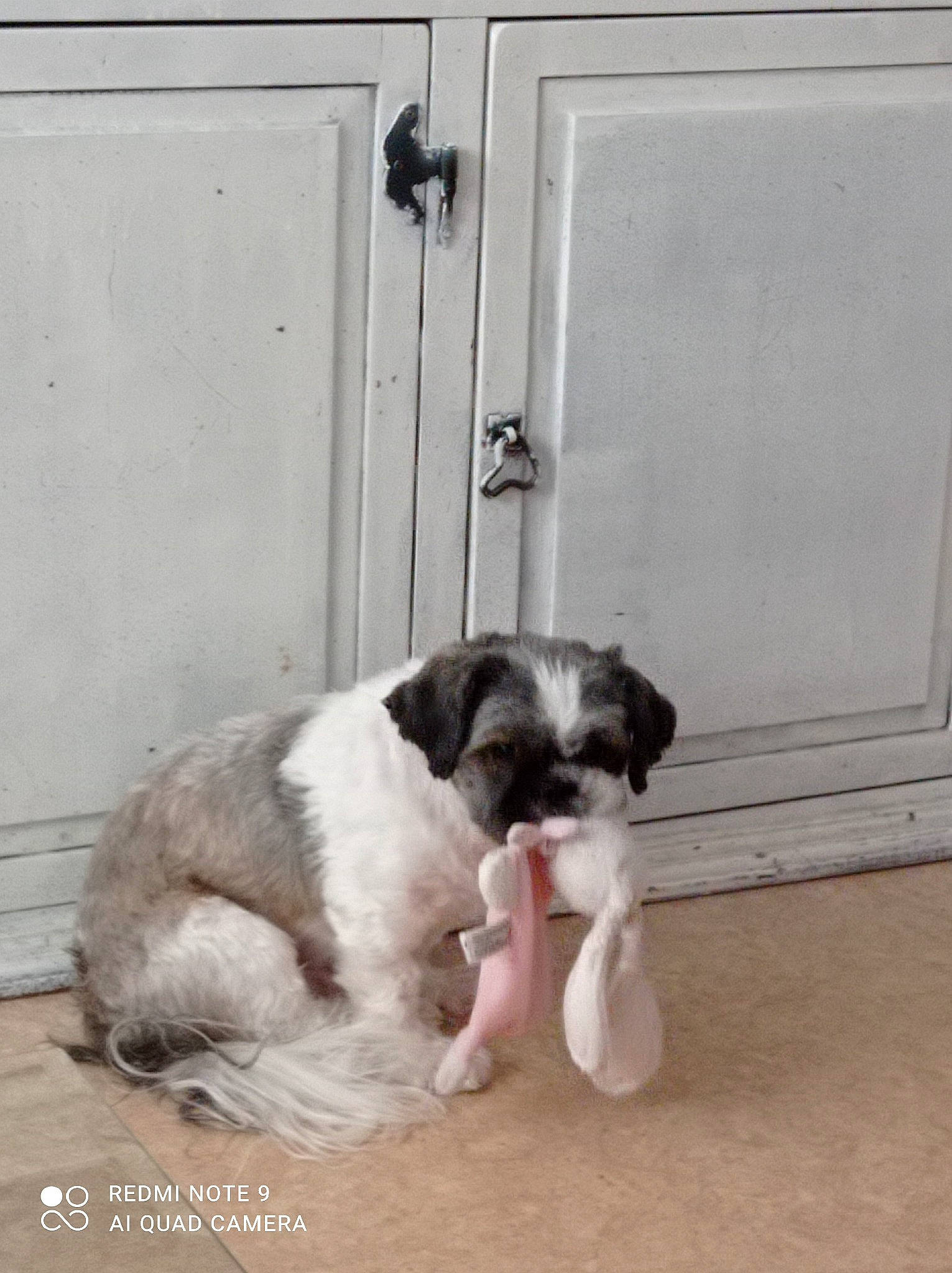 Marchmalow a rejoint le concours — aidez-le/la à gagner de superbes lots ! canidae, carnivore, companion_dog, dog, dog_breed, mammal, puppy, pyrenean_mastiff, rare_breed_dog, shih_tzu, sporting_group