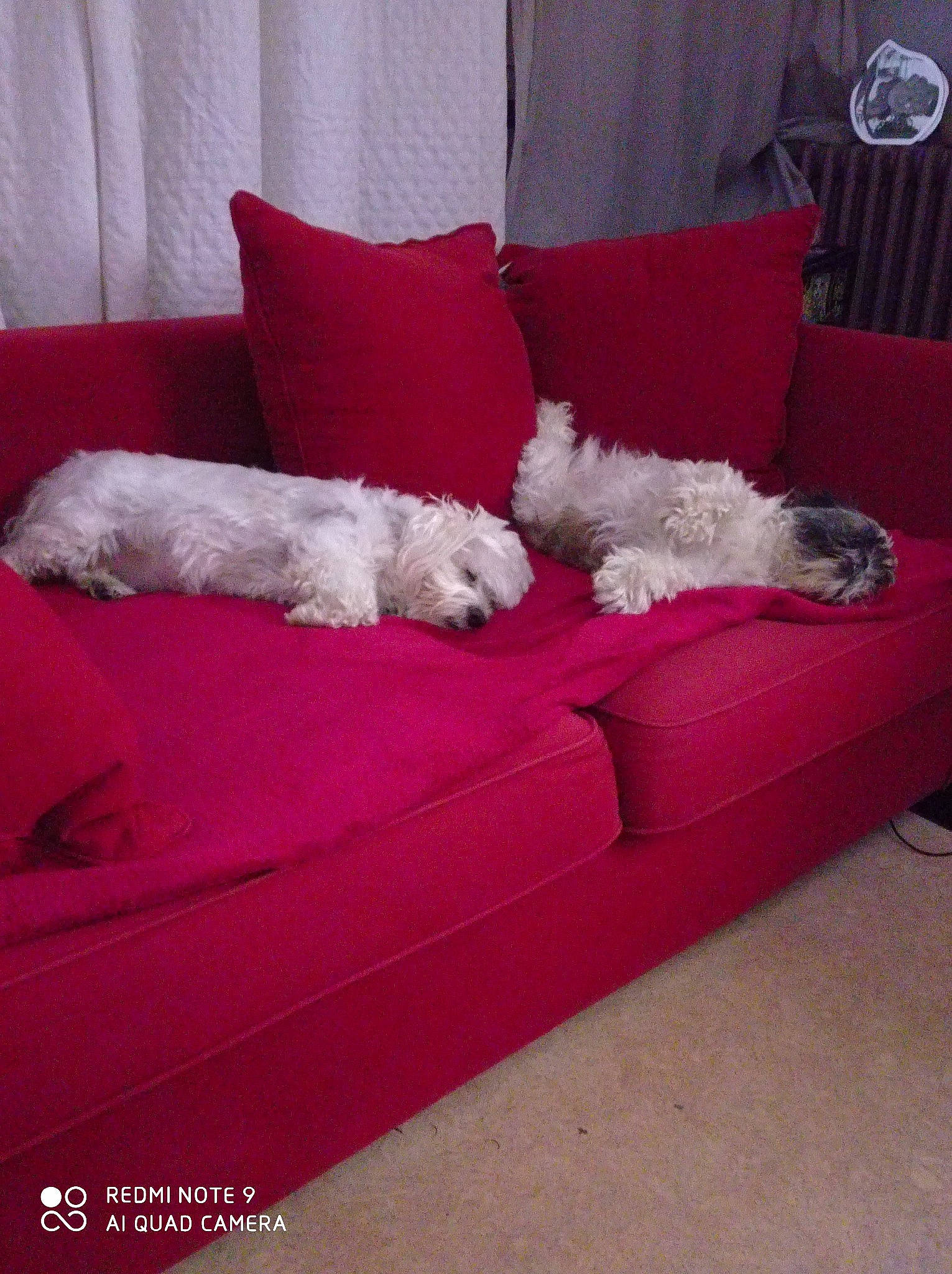 Marchmalow a rejoint le concours — aidez-le/la à gagner de superbes lots ! bichon, bolognese, bolonka, canidae, carnivore, companion_dog, couch, dog, dog_bed, dog_breed, furniture, maltese, non_sporting_group, sofa_bed, sporting_group, studio_couch, toy_dog