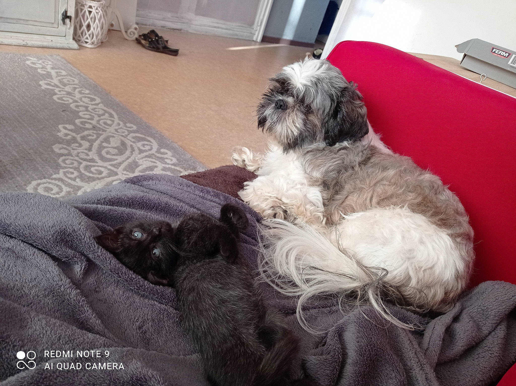 Marchmalow participe au concours pour gagner de l'argent avec cette photo : bolonka, canidae, carnivore, companion_dog, dog, dog_breed, glen_of_imaal_terrier, irish_soft_coated_wheaten_terrier, kyi_leo, lowchen, mammal, non_sporting_group, rare_breed_dog, schnoodle, shih_tzu, sporting_group, sporting_lucas_terrier, terrier, tibetan_terrier, vertebrate