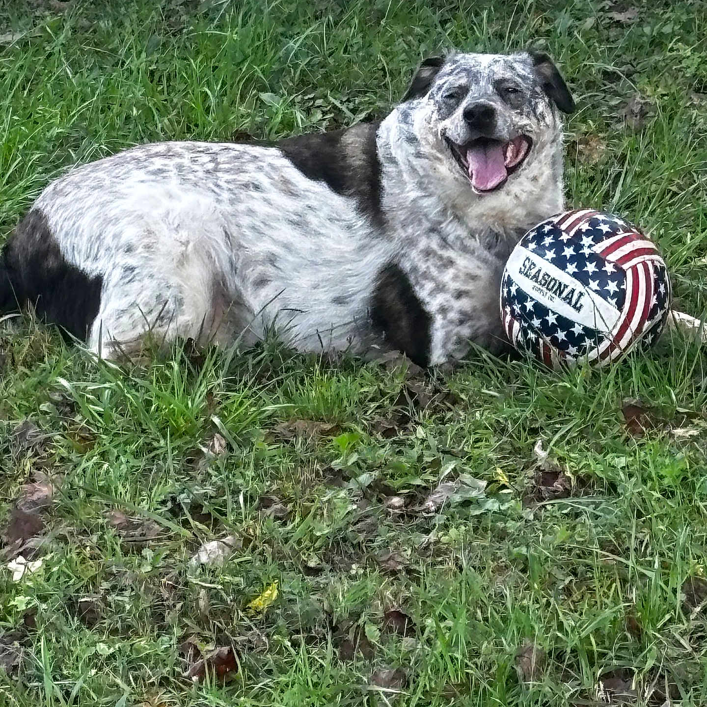 Lefty is registered to the contest to win money with this photo: american_flag, backyard, ball, canine, dog, fence, fur_pattern, grass, ground, happy, lawn, laying_down, muzzle, outdoor, panting, pet, playful, spotted_fur, summer, tongue_out