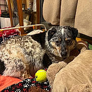 Lefty joined the competition — help win amazing prizes! dog, pet, indoor, blanket, bed, pillow, plush_toy, tennis_ball, fur, black_and_white_coat, portrait, resting, cute, female_dog, muzzle, ears, eyes, home_interior, blanket_pattern, cozy