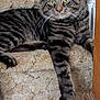 Zeus joined the competition — help win amazing prizes! animal, carpet, cat, closeup, cute, domestic_cat, feline, fur, home, indoor, mammal, paw, pet, relaxed, resting, staircase, striped, tabby_cat, whiskers, wooden_banister
