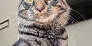 Zeus is registered to the contest to win money with this photo: animal, background, cat, close_up, curious, domestic_cat, ears, face, feline, fur, household, indoor, pet, portrait, sitting, striped, tabby_cat, wall, whiskers, yellow_eyes