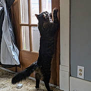 Zeus joined the competition — help win amazing prizes! animal, black_cat, carpet, cat, curtain, curtains, domestic, door, feline, floor, glass_panes, home, household, indoor, pet, standing, stretching, tail, window, wooden_door