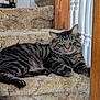 Zeus joined the competition — help win amazing prizes! animal, carpet, cat, closeup, curious, domestic_cat, feline, fur, green_eyes, home_interior, indoor, natural_light, pet, relaxed, resting, stairs, striped, tabby_cat, whiskers, wooden_banister