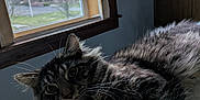 Zeus joined the competition — help win amazing prizes! animal, blurred_background, cat, cozy, daylight, ears, eyes, face, feline, fur, home, indoor, nature_outside, pet, quilted_surface, relaxed, tabby, whiskers, window, wooden_frame