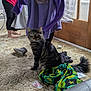 Zeus is registered to the contest to win money with this photo: barefoot, blanket, carpet, cat, clothing, curtain, door, floor, furniture, indoor, person, plastic, purple_sweater, room, shoe, tabby_cat, tail, toy, window, wooden_door