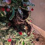 Zeus joined the competition — help win amazing prizes! branch, carpet, cat, christmas_tree, cozy, curious, decorations, festive, frosted_branches, green_tree, holiday, home, indoor, lights, ornaments, pet, playful, red_ornaments, tabby_cat, wall