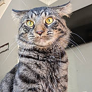 Zeus joined the competition — help win amazing prizes! animal, background, cat, close_up, curious, domestic_cat, ears, face, feline, fur, household, indoor, pet, portrait, sitting, striped, tabby_cat, wall, whiskers, yellow_eyes