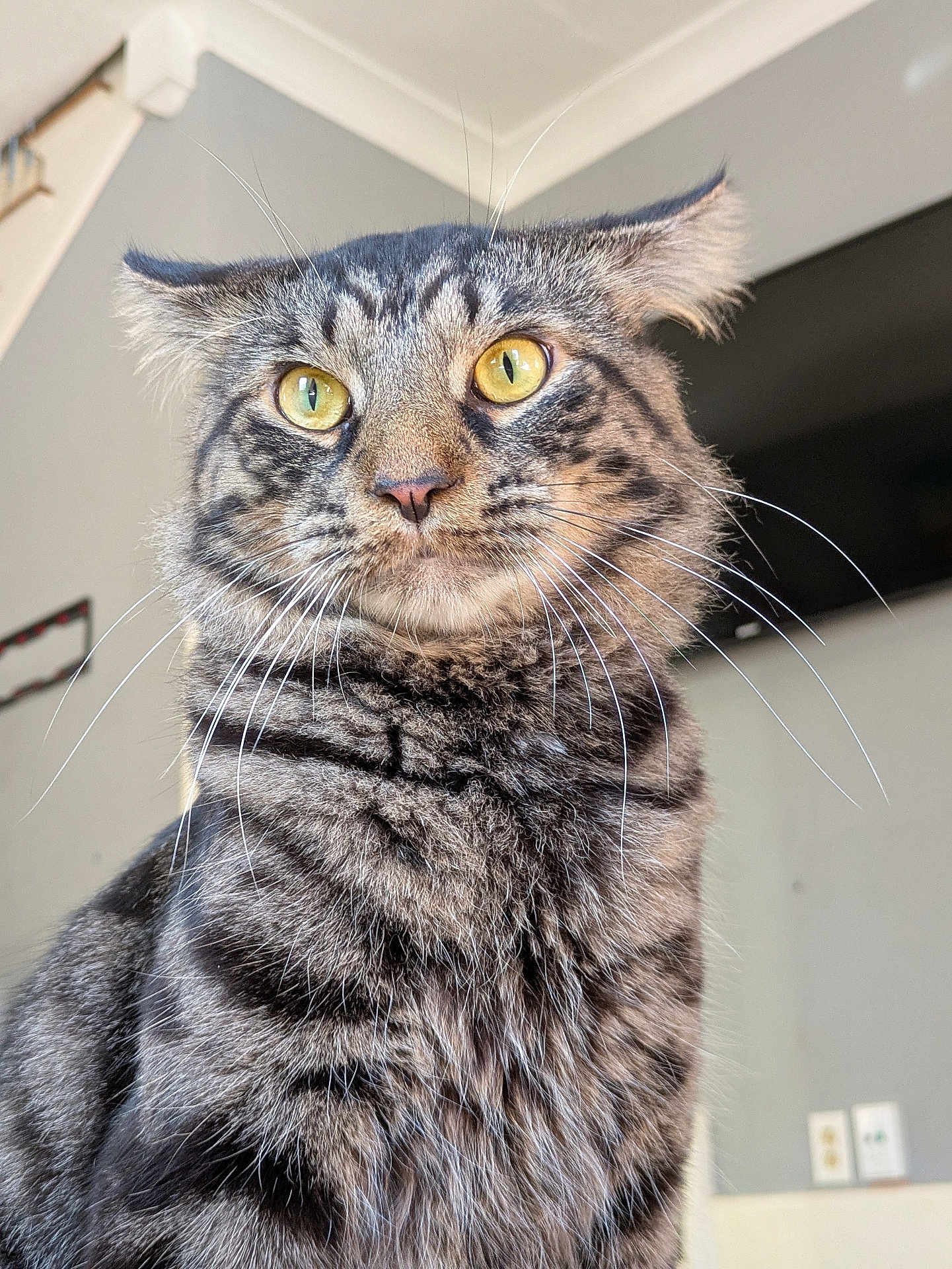 Zeus