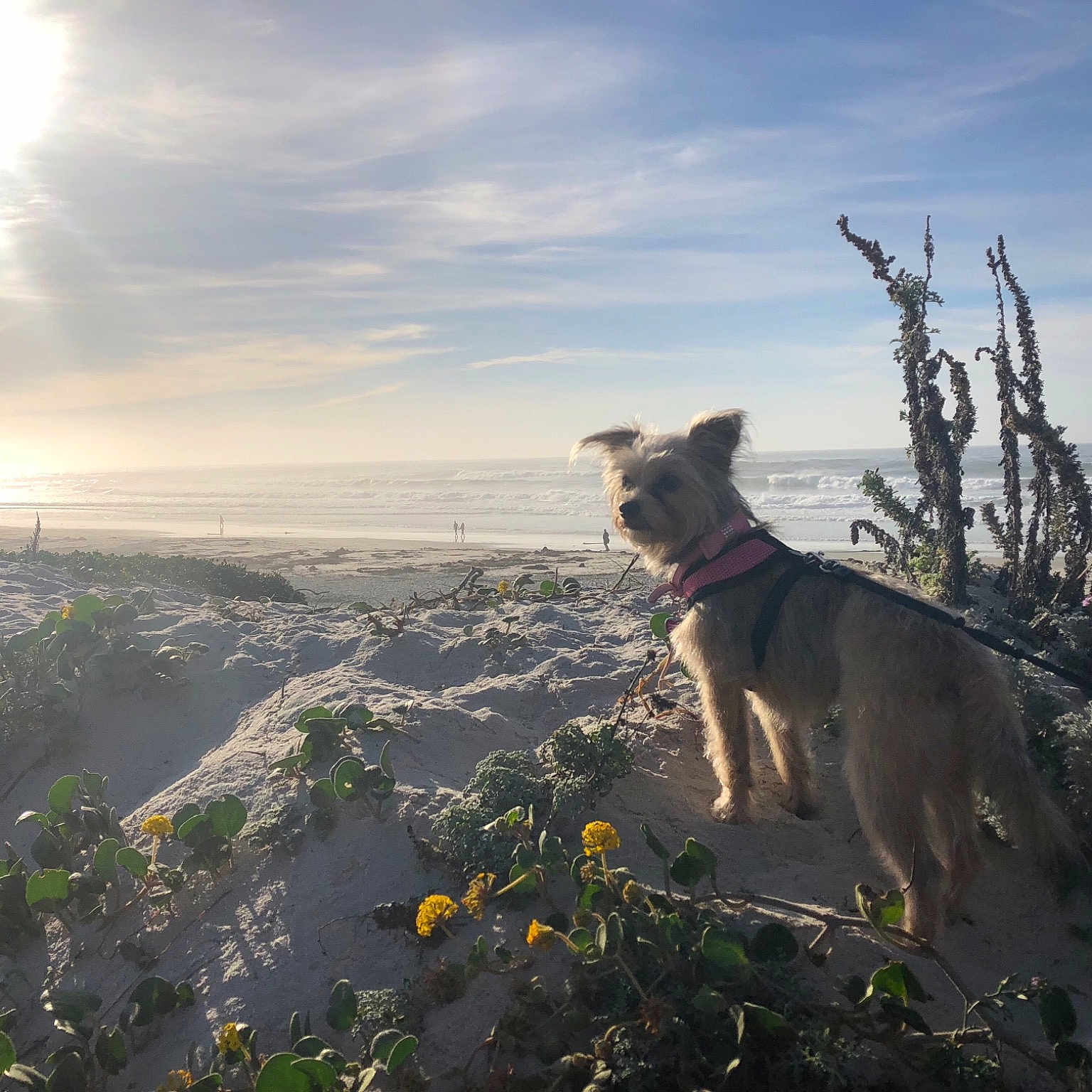 Yodi is registered to the contest to win money with this photo: adventure, cloud, dog, dog_breed_group, dog_hiking, dog_like_mammal, hill, landscape, mountain, mountainous_landforms, ridge, sky, terrain, trail, tree