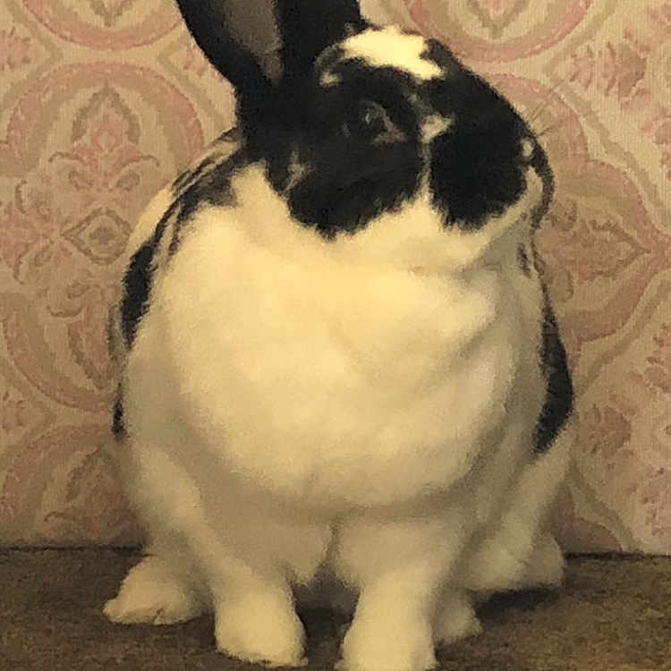 Sherlock