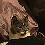 Elsa joined the competition — help win amazing prizes! bed, blanket, cat, closeup, cozy, curious, domestic_animal, ears, eyes, feline, fur, gray_cat, indoor, looking, pet, resting, soft, warm_light, whiskers, white_fur