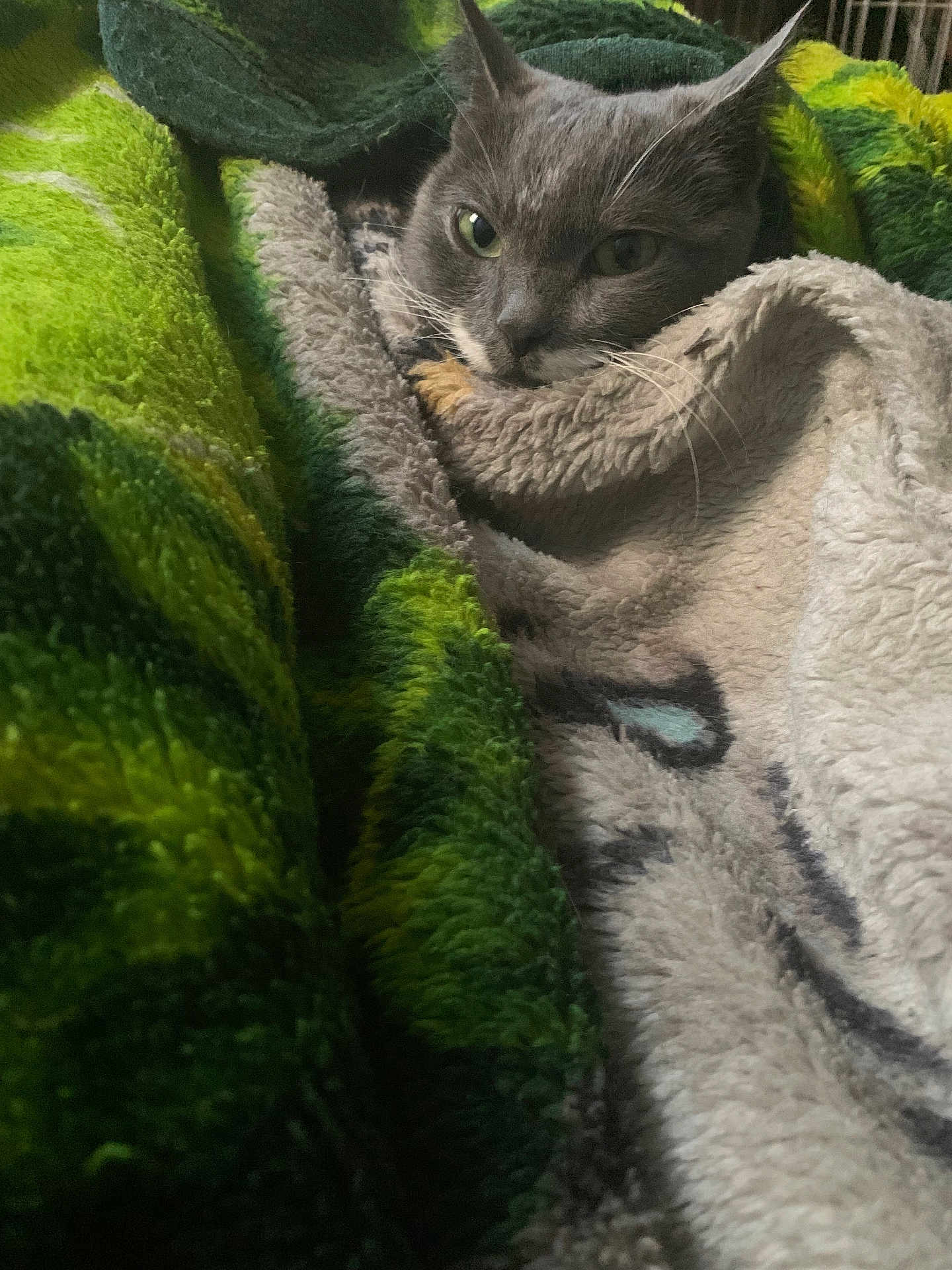 Elsa