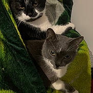 Elsa joined the competition — help win amazing prizes! animal, black_and_white_cat, blanket, cat, cats, companions, cozy, cute, ears, feline, fur, gray_and_white_cat, indoor, paw, pet, relaxed, resting, snuggling, two_cats, whiskers