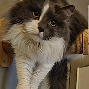 Princesse participe au concours pour gagner de l'argent avec cette photo : cat, fluffy, yellow_eyes, scratching_post, indoor, pet, feline, curious, close_up, whiskers, soft_fur, relaxed, animal, cute, domestic_cat, portrait, claws, ears, tail, resting