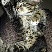 Nougat a rejoint le concours — aidez-le/la à gagner de superbes lots ! american_shorthair, american_wirehair, asian, carnivore, cat, domestic_short_haired_cat, dragon_li, egyptian_mau, european_shorthair, felidae, fur, kitten, maine_coon, mammal, pixie_bob, small_to_medium_sized_cats, snout, tabby_cat, vertebrate, whiskers