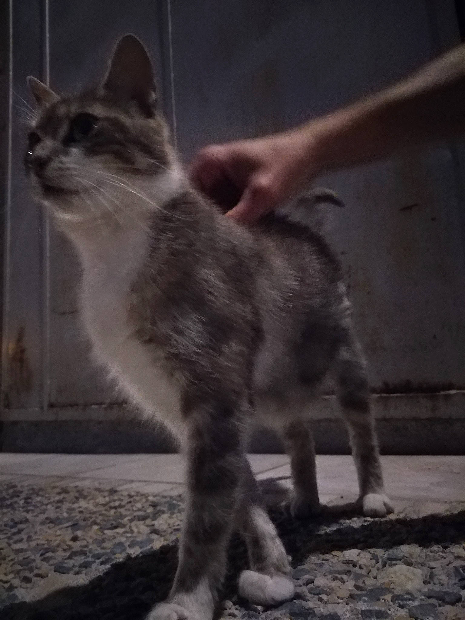 Nala participe au concours pour gagner de l'argent avec cette photo : aegean_cat, asian, black_and_white, carnivore, cat, domestic_short_haired_cat, european_shorthair, fawn, felidae, kitten, mammal, ojos_azules, small_to_medium_sized_cats, tabby_cat, tail, vertebrate, whiskers, wild_cat