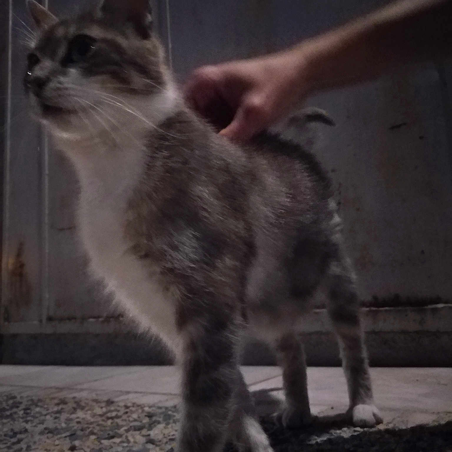 Nala