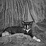Nova participe au concours pour gagner de l'argent avec cette photo : cat, kitten, black_and_white, feline, pet, animal, blanket, texture, fur, couch, indoor, resting, relaxed, whiskers, ears, paw, soft, comfort, home, cozy