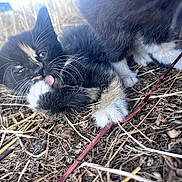 Nova a rejoint le concours — aidez-le/la à gagner de superbes lots ! kitten, cat, paw, tongue, whiskers, black_cat, orange_patch, outdoor, dry_grass, twigs, playful, close_up, animal, fur, nature, young_cat, cute, pet, small, lying_down