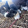 kitten, cat, paw, tongue, whiskers, black_cat, orange_patch, outdoor, dry_grass, twigs, playful, close_up, animal, fur, nature, young_cat, cute, pet, small, lying_down