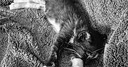 Nova participe au concours pour gagner de l'argent avec cette photo : kitten, cat, sleeping, blanket, texture, fluffy, black_and_white, paw, whiskers, fur, nap, cute, pet, cozy, rest, indoor, soft, relax, animal, comfort