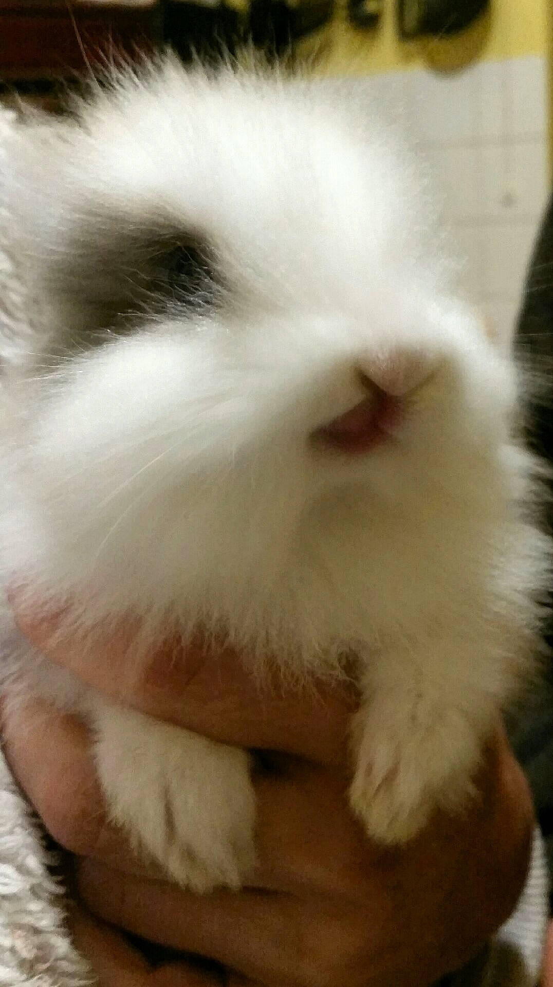 Chocapic participe au concours pour gagner de l'argent avec cette photo : angora_rabbit, cat, domestic_rabbit, ear, felidae, fur, mammal, nose, rabbit, rabbits_and_hares, skin, small_to_medium_sized_cats, snout, tail, whiskers