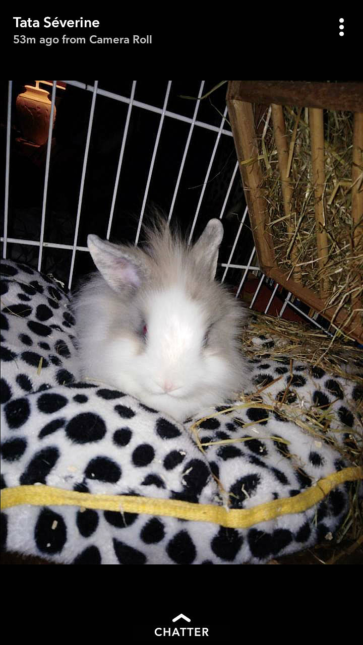 Chocapic a rejoint le concours — aidez-le/la à gagner de superbes lots ! angora_rabbit, cage, domestic_rabbit, fur, rabbit, rabbits_and_hares, whiskers