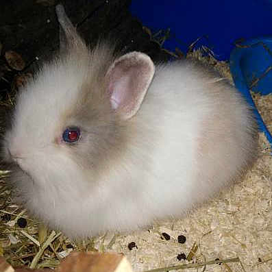 Chocapic