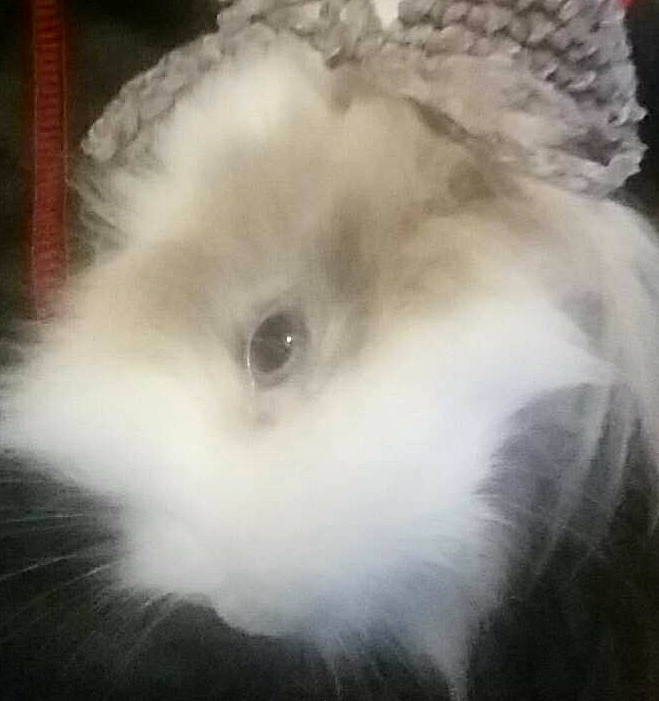 Chocapic a rejoint le concours — aidez-le/la à gagner de superbes lots ! angora_rabbit, fur, iris, rabbit, rabbits_and_hares, snout, whiskers